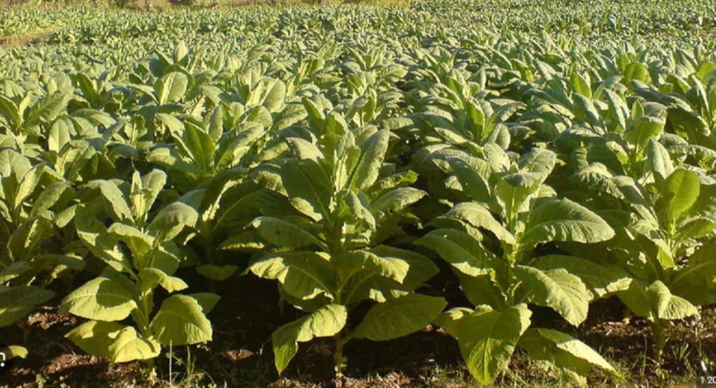 Tobacco field in the Philippines