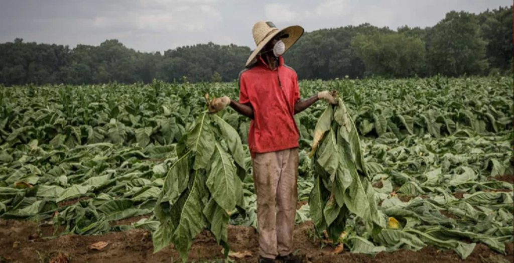 A tobacco field in Jamaica